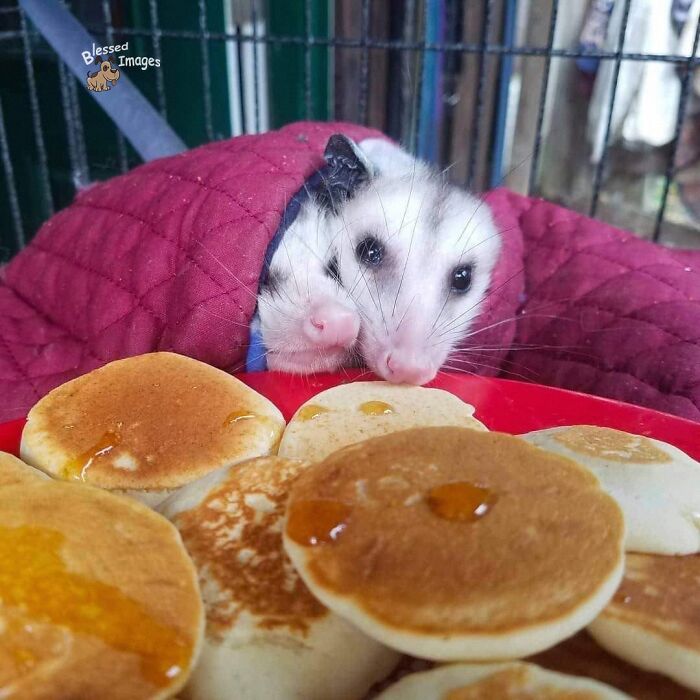 113 ‘Blessed Images’ That May Turn Your Day Around And Make It Better (New Pics) 113 ‘Blessed Images’ That May Turn Your Day Around And Make It Better (New Pics)