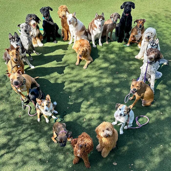 This Dog Daycare Center Manages The Impossible By Taking Perfect Group Dog Photos (31 New Pics) This Dog Daycare Center Manages The Impossible By Taking Perfect Group Dog Photos (31 New Pics)