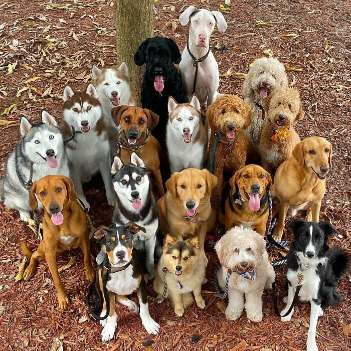 This Dog Daycare Center Manages The Impossible By Taking Perfect Group Dog Photos (31 New Pics) This Dog Daycare Center Manages The Impossible By Taking Perfect Group Dog Photos (31 New Pics)
