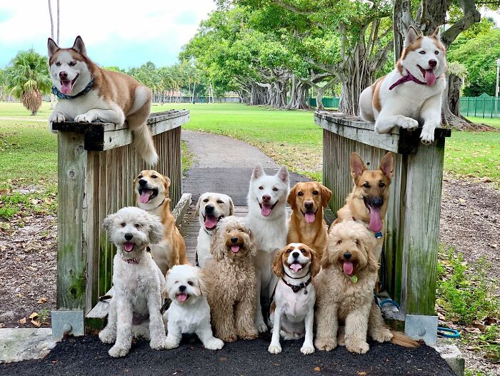 This Dog Daycare Center Manages The Impossible By Taking Perfect Group Dog Photos (31 New Pics) This Dog Daycare Center Manages The Impossible By Taking Perfect Group Dog Photos (31 New Pics)
