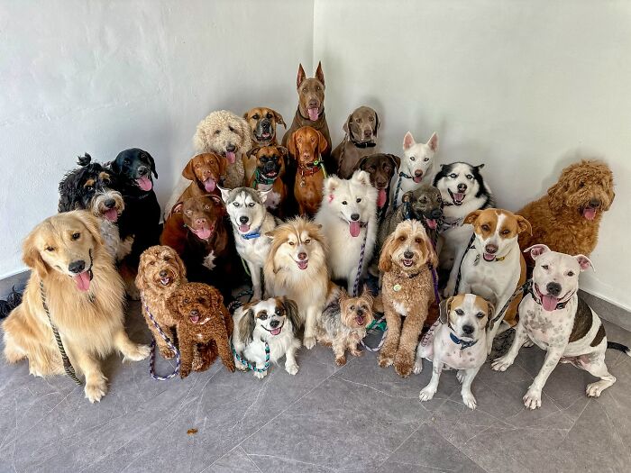 This Dog Daycare Center Manages The Impossible By Taking Perfect Group Dog Photos (31 New Pics) This Dog Daycare Center Manages The Impossible By Taking Perfect Group Dog Photos (31 New Pics)