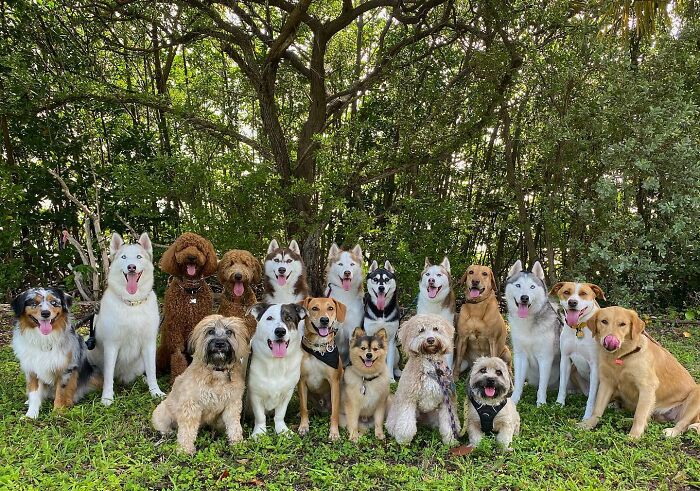 This Dog Daycare Center Manages The Impossible By Taking Perfect Group Dog Photos (31 New Pics) This Dog Daycare Center Manages The Impossible By Taking Perfect Group Dog Photos (31 New Pics)