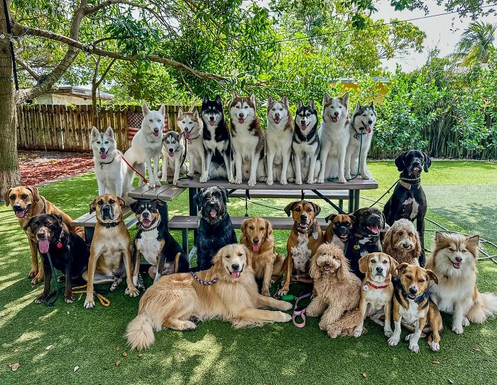This Dog Daycare Center Manages The Impossible By Taking Perfect Group Dog Photos (31 New Pics) This Dog Daycare Center Manages The Impossible By Taking Perfect Group Dog Photos (31 New Pics)