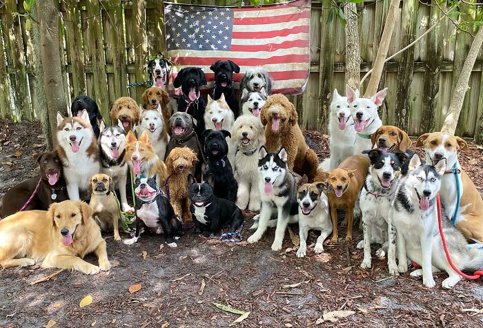 This Dog Daycare Center Manages The Impossible By Taking Perfect Group Dog Photos (31 New Pics) This Dog Daycare Center Manages The Impossible By Taking Perfect Group Dog Photos (31 New Pics)