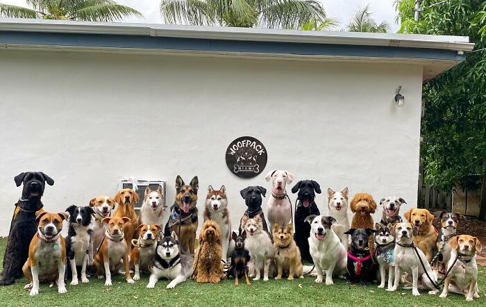 This Dog Daycare Center Manages The Impossible By Taking Perfect Group Dog Photos (31 New Pics) This Dog Daycare Center Manages The Impossible By Taking Perfect Group Dog Photos (31 New Pics)