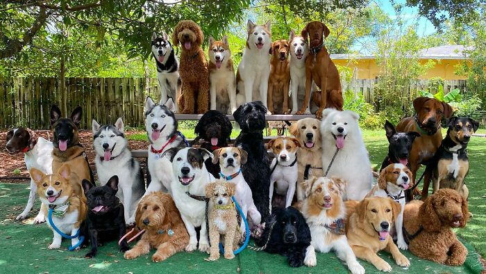This Dog Daycare Center Manages The Impossible By Taking Perfect Group Dog Photos (31 New Pics) This Dog Daycare Center Manages The Impossible By Taking Perfect Group Dog Photos (31 New Pics)