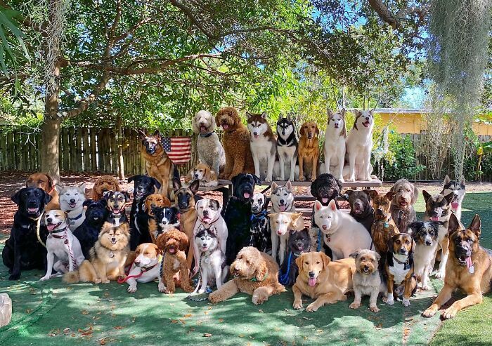 This Dog Daycare Center Manages The Impossible By Taking Perfect Group Dog Photos (31 New Pics) This Dog Daycare Center Manages The Impossible By Taking Perfect Group Dog Photos (31 New Pics)