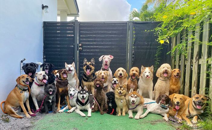This Dog Daycare Center Manages The Impossible By Taking Perfect Group Dog Photos (31 New Pics) This Dog Daycare Center Manages The Impossible By Taking Perfect Group Dog Photos (31 New Pics)