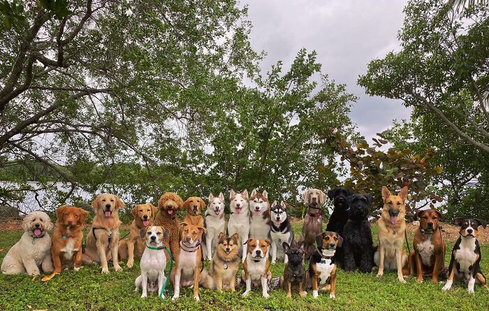 This Dog Daycare Center Manages The Impossible By Taking Perfect Group Dog Photos (31 New Pics) This Dog Daycare Center Manages The Impossible By Taking Perfect Group Dog Photos (31 New Pics)