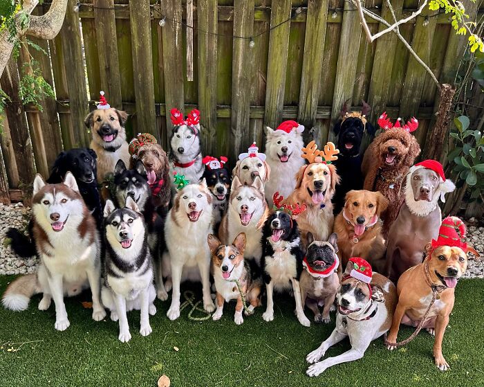 This Dog Daycare Center Manages The Impossible By Taking Perfect Group Dog Photos (31 New Pics) This Dog Daycare Center Manages The Impossible By Taking Perfect Group Dog Photos (31 New Pics)