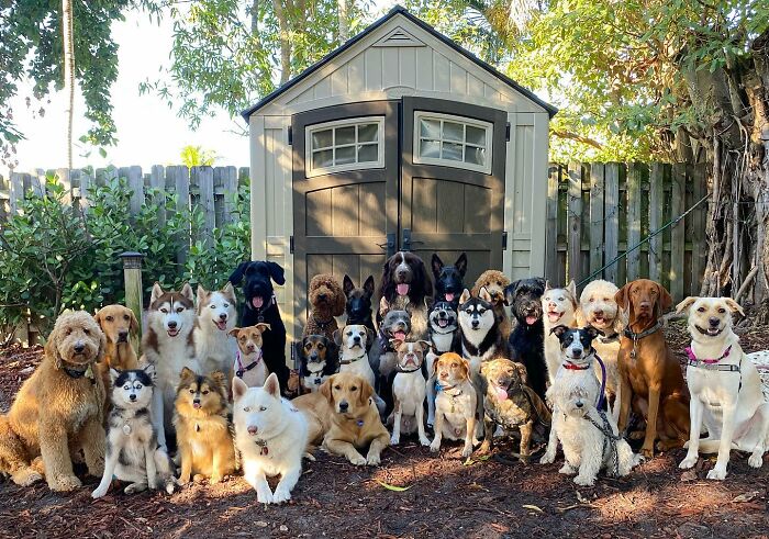 This Dog Daycare Center Manages The Impossible By Taking Perfect Group Dog Photos (31 New Pics) This Dog Daycare Center Manages The Impossible By Taking Perfect Group Dog Photos (31 New Pics)