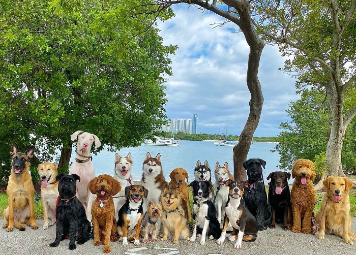 This Dog Daycare Center Manages The Impossible By Taking Perfect Group Dog Photos (31 New Pics) This Dog Daycare Center Manages The Impossible By Taking Perfect Group Dog Photos (31 New Pics)