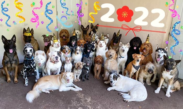 This Dog Daycare Center Manages The Impossible By Taking Perfect Group Dog Photos (31 New Pics) This Dog Daycare Center Manages The Impossible By Taking Perfect Group Dog Photos (31 New Pics)
