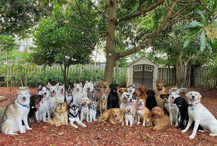 This Dog Daycare Center Manages The Impossible By Taking Perfect Group Dog Photos (31 New Pics) This Dog Daycare Center Manages The Impossible By Taking Perfect Group Dog Photos (31 New Pics)