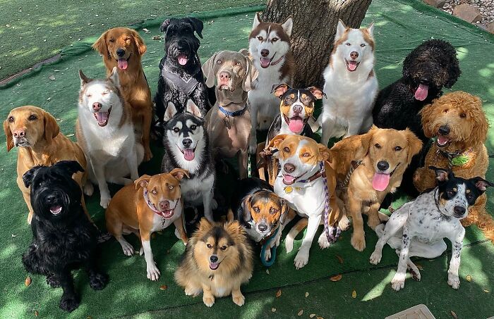 This Dog Daycare Center Manages The Impossible By Taking Perfect Group Dog Photos (31 New Pics) This Dog Daycare Center Manages The Impossible By Taking Perfect Group Dog Photos (31 New Pics)