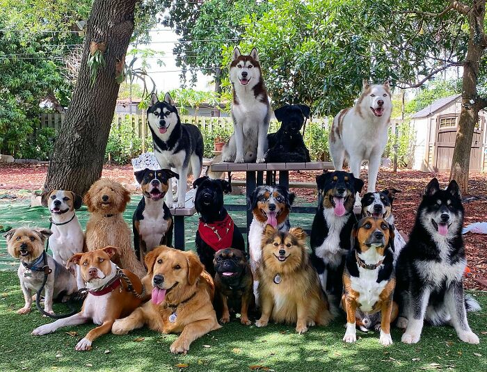 This Dog Daycare Center Manages The Impossible By Taking Perfect Group Dog Photos (31 New Pics) This Dog Daycare Center Manages The Impossible By Taking Perfect Group Dog Photos (31 New Pics)