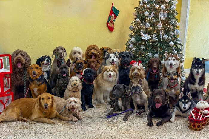 This Dog Daycare Center Manages The Impossible By Taking Perfect Group Dog Photos (31 New Pics) This Dog Daycare Center Manages The Impossible By Taking Perfect Group Dog Photos (31 New Pics)