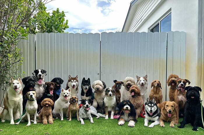 This Dog Daycare Center Manages The Impossible By Taking Perfect Group Dog Photos (31 New Pics) This Dog Daycare Center Manages The Impossible By Taking Perfect Group Dog Photos (31 New Pics)