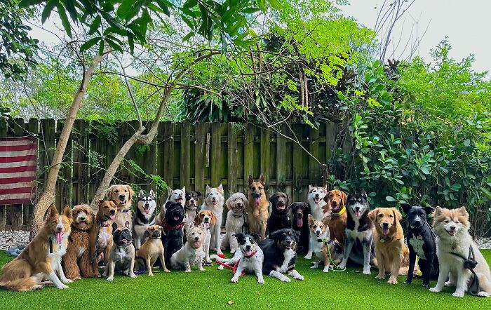 This Dog Daycare Center Manages The Impossible By Taking Perfect Group Dog Photos (31 New Pics) This Dog Daycare Center Manages The Impossible By Taking Perfect Group Dog Photos (31 New Pics)