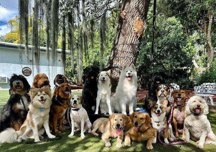 This Dog Daycare Center Manages The Impossible By Taking Perfect Group Dog Photos (31 New Pics) This Dog Daycare Center Manages The Impossible By Taking Perfect Group Dog Photos (31 New Pics)