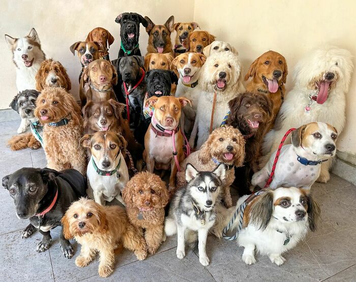 This Dog Daycare Center Manages The Impossible By Taking Perfect Group Dog Photos (31 New Pics) This Dog Daycare Center Manages The Impossible By Taking Perfect Group Dog Photos (31 New Pics)