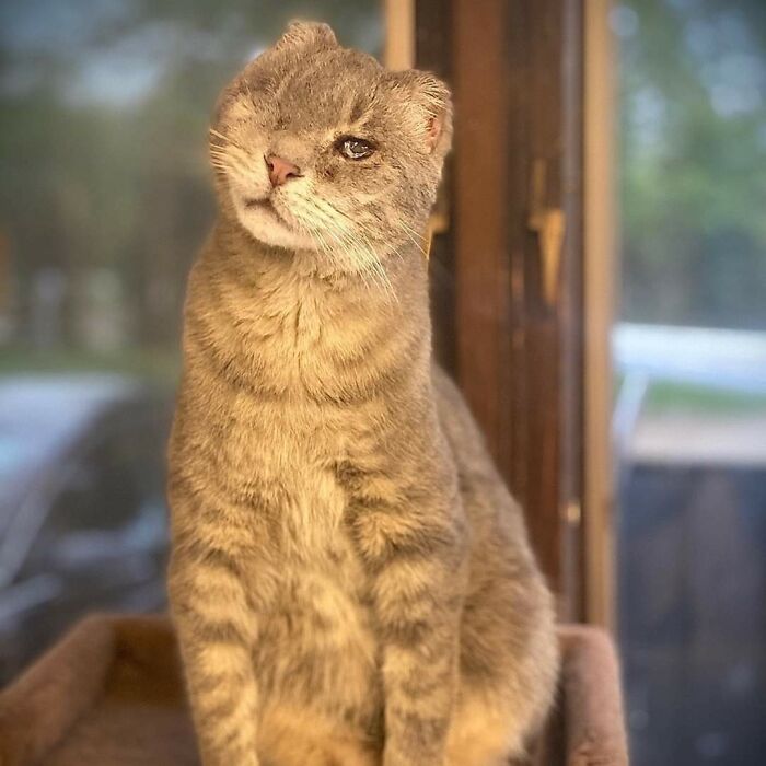 41 Pictures Of Incredibly Adorable Disabled Animals Proving That Cuteness Can Cope With Anything