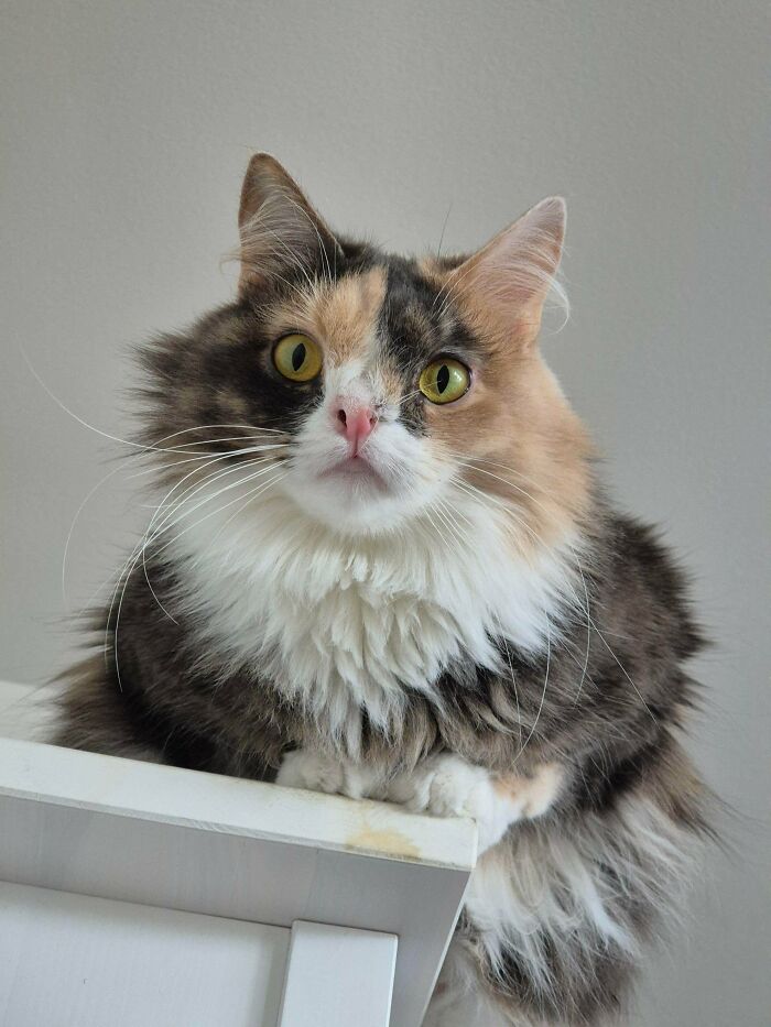 41 Pictures Of Incredibly Adorable Disabled Animals Proving That Cuteness Can Cope With Anything