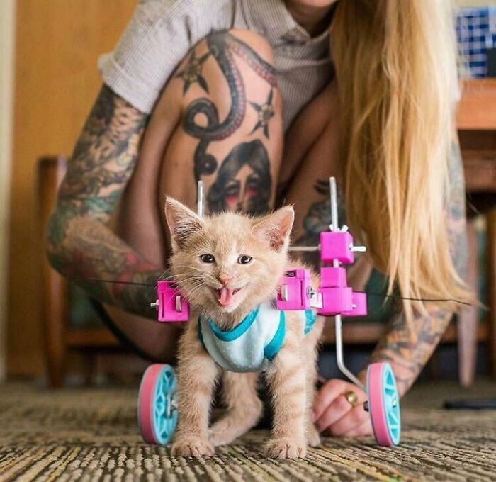 41 Pictures Of Incredibly Adorable Disabled Animals Proving That Cuteness Can Cope With Anything