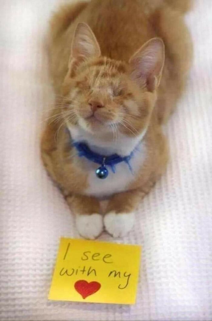 41 Pictures Of Incredibly Adorable Disabled Animals Proving That Cuteness Can Cope With Anything