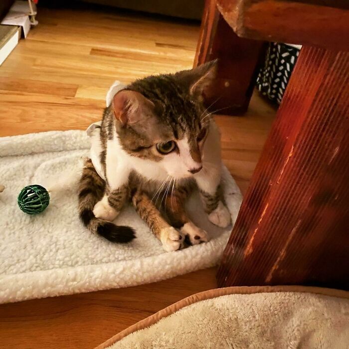 41 Pictures Of Incredibly Adorable Disabled Animals Proving That Cuteness Can Cope With Anything