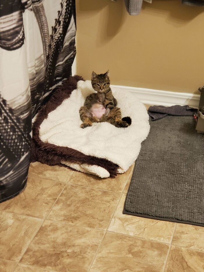 41 Pictures Of Incredibly Adorable Disabled Animals Proving That Cuteness Can Cope With Anything