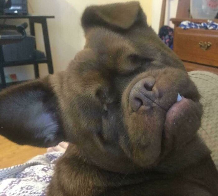 41 Pictures Of Incredibly Adorable Disabled Animals Proving That Cuteness Can Cope With Anything