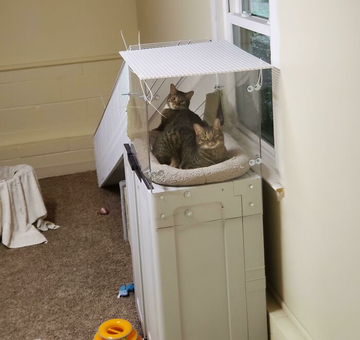 41 Pictures Of Incredibly Adorable Disabled Animals Proving That Cuteness Can Cope With Anything