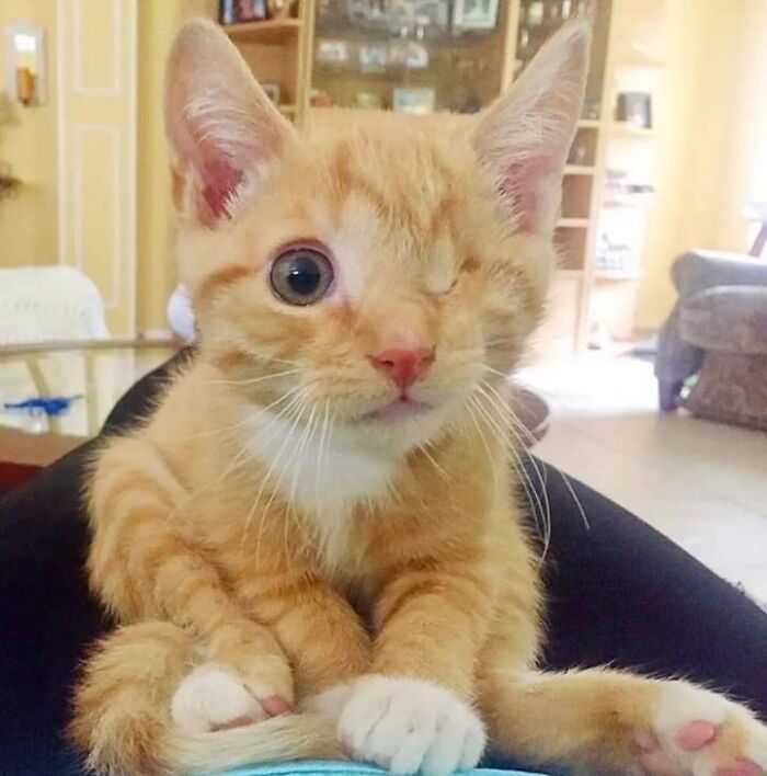 41 Pictures Of Incredibly Adorable Disabled Animals Proving That Cuteness Can Cope With Anything