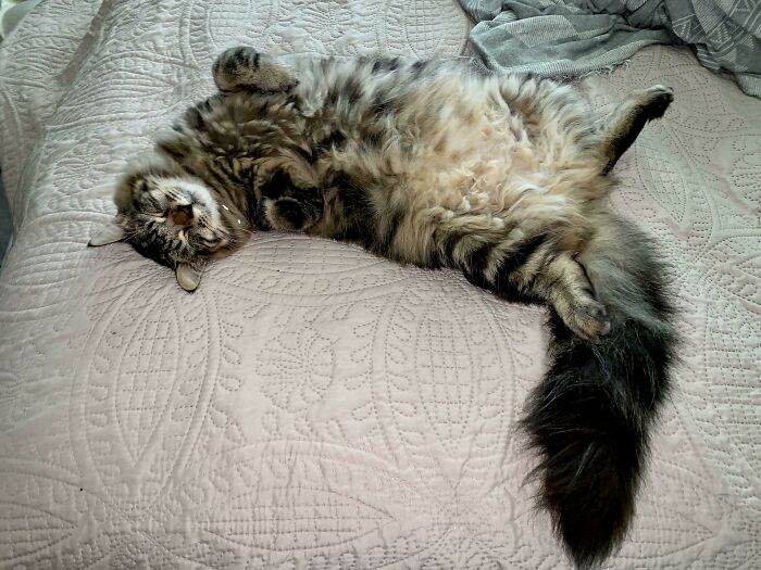 41 Pictures Of Incredibly Adorable Disabled Animals Proving That Cuteness Can Cope With Anything