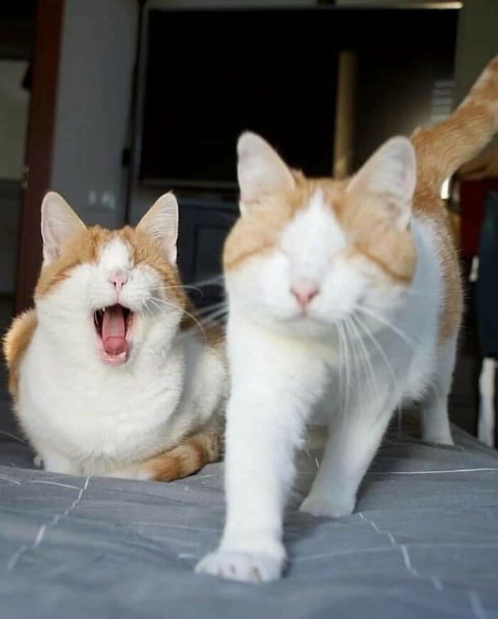 41 Pictures Of Incredibly Adorable Disabled Animals Proving That Cuteness Can Cope With Anything