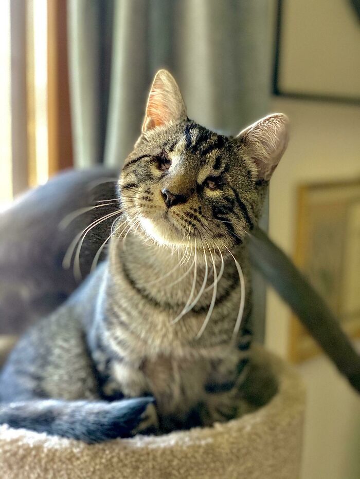 41 Pictures Of Incredibly Adorable Disabled Animals Proving That Cuteness Can Cope With Anything