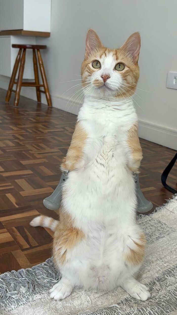 41 Pictures Of Incredibly Adorable Disabled Animals Proving That Cuteness Can Cope With Anything