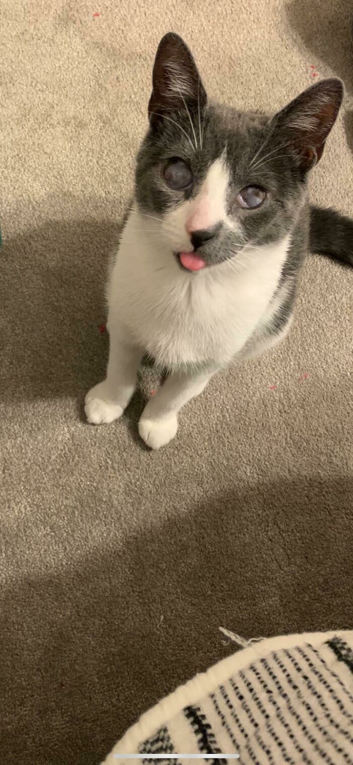 41 Pictures Of Incredibly Adorable Disabled Animals Proving That Cuteness Can Cope With Anything