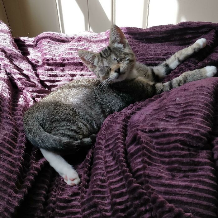 41 Pictures Of Incredibly Adorable Disabled Animals Proving That Cuteness Can Cope With Anything