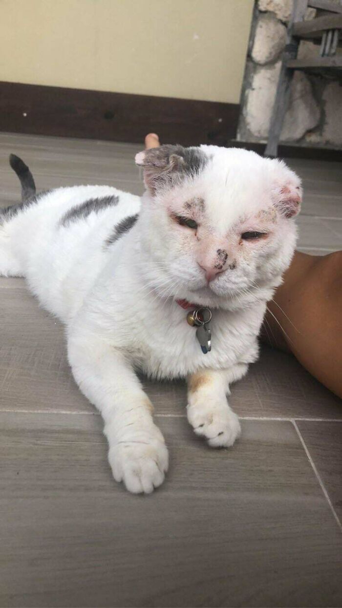 41 Pictures Of Incredibly Adorable Disabled Animals Proving That Cuteness Can Cope With Anything