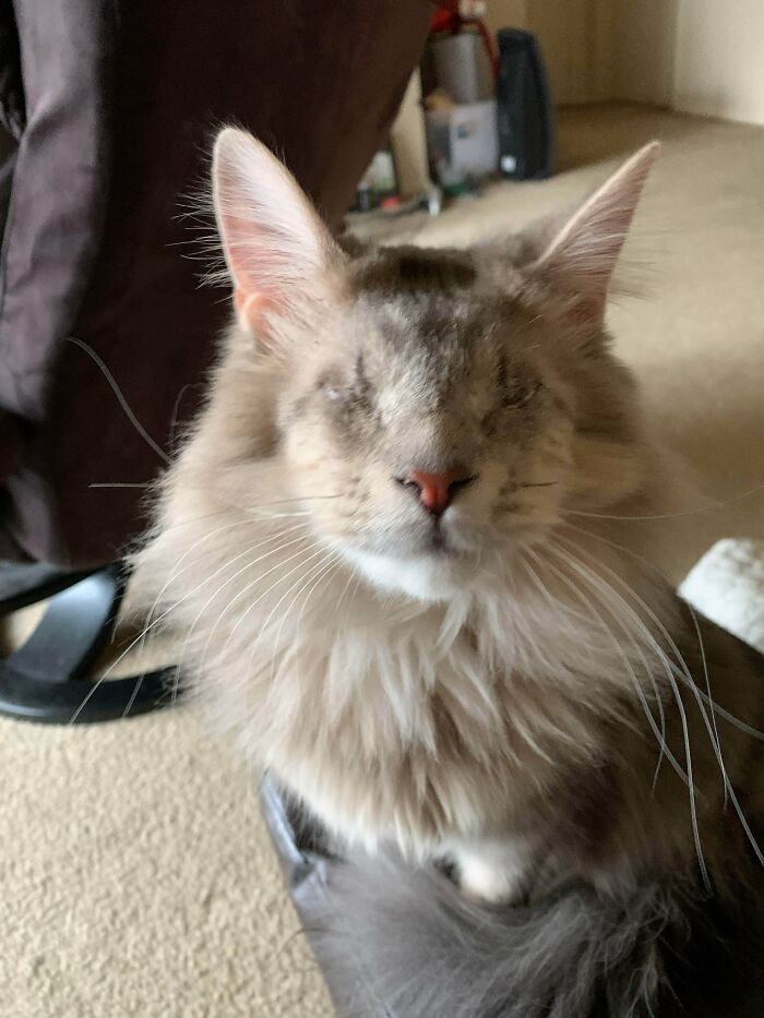 41 Pictures Of Incredibly Adorable Disabled Animals Proving That Cuteness Can Cope With Anything