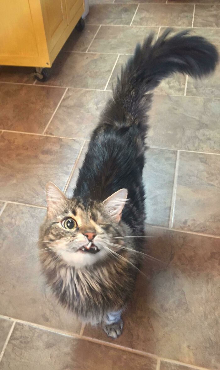 41 Pictures Of Incredibly Adorable Disabled Animals Proving That Cuteness Can Cope With Anything