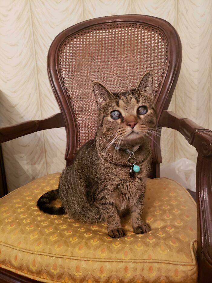 41 Pictures Of Incredibly Adorable Disabled Animals Proving That Cuteness Can Cope With Anything