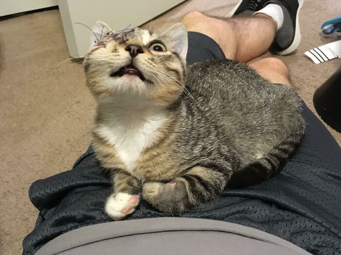 41 Pictures Of Incredibly Adorable Disabled Animals Proving That Cuteness Can Cope With Anything