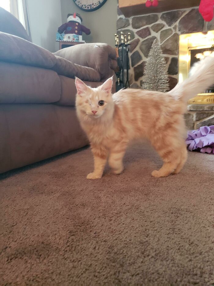 41 Pictures Of Incredibly Adorable Disabled Animals Proving That Cuteness Can Cope With Anything