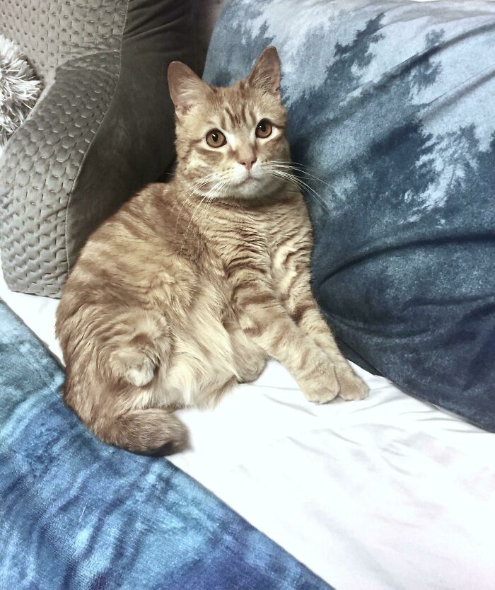 41 Pictures Of Incredibly Adorable Disabled Animals Proving That Cuteness Can Cope With Anything