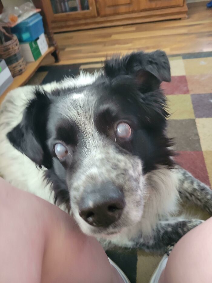 41 Pictures Of Incredibly Adorable Disabled Animals Proving That Cuteness Can Cope With Anything