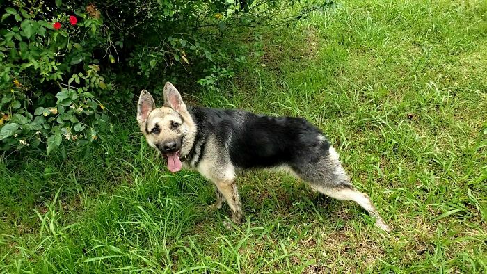 41 Pictures Of Incredibly Adorable Disabled Animals Proving That Cuteness Can Cope With Anything