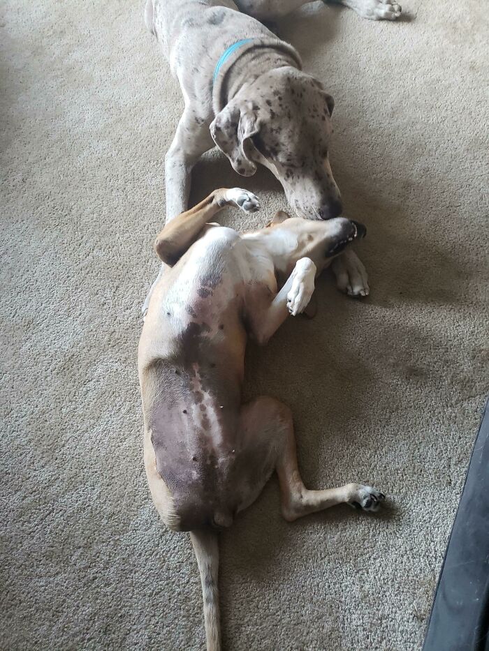 41 Pictures Of Incredibly Adorable Disabled Animals Proving That Cuteness Can Cope With Anything